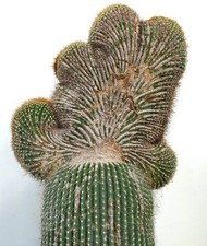 Carnegiea polylopha SAGUARO