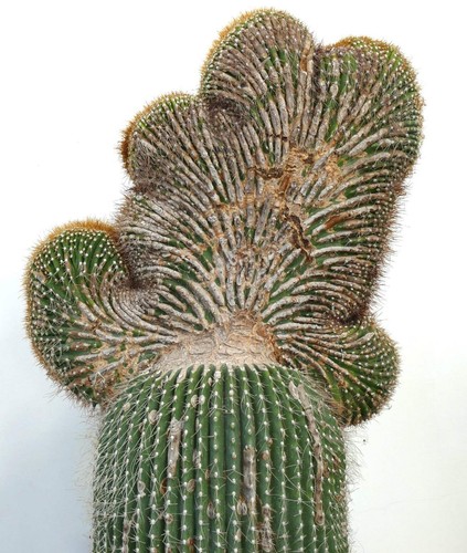 Carnegiea polylopha saguaro - polylopha,