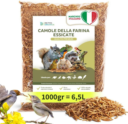 Camole della farina - camole, essiccate