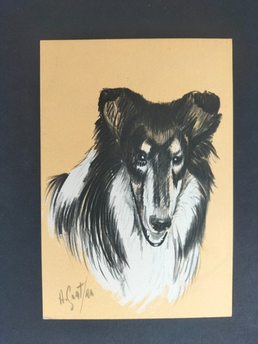 Collie pastore scozzese razze - scozzese,