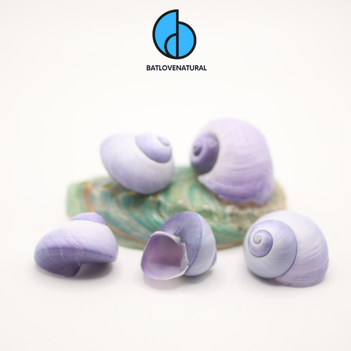 Janthina seashells purple - janthina,