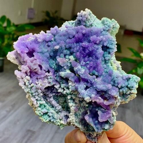 486g natural purple grape - purple,