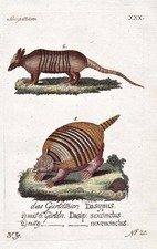 Incisione Di Animali Gürteltier Pangolino 1790