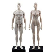 Anatomia anatomica bianca 30