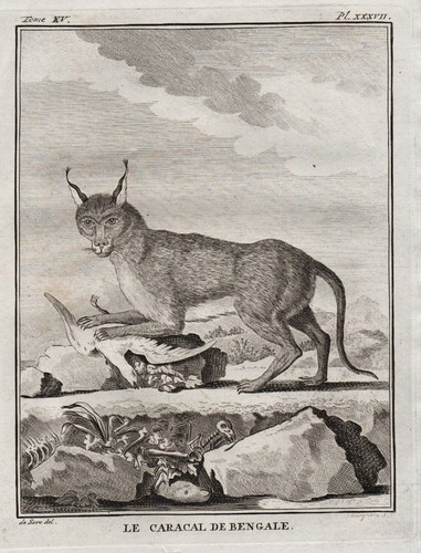 Karakal caracal gatto animale - caracal,
