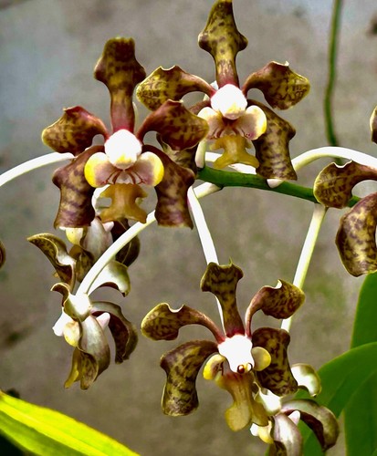 Vanda species brunnea olive - species,