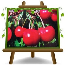Ciliegio Dolce Ferrovia Pianta