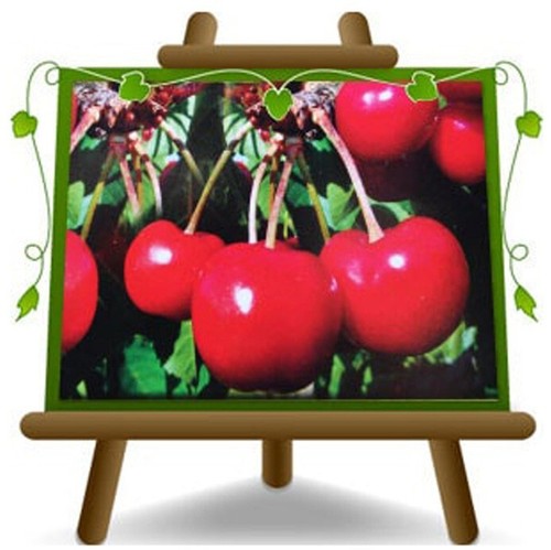Ciliegio dolce ferrovia pianta - dolce,