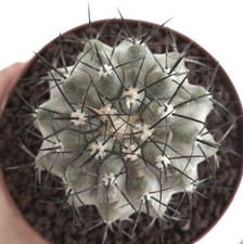 Copiapoa cinerea 10cm RZ7 no crested