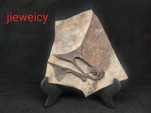 Nuovo replica fossile - nuovo,,