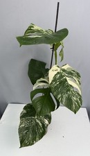 Monstera Deliciosa Albo