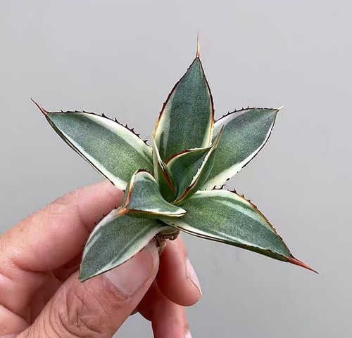 Agave schidiqera potatorum - schidiqera,