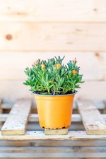 CARPOBROTUS ACINACIFORMIS (in