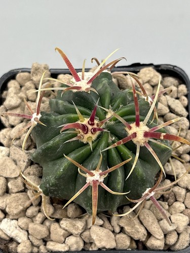 Ferocactus latispinus fiore - ferocactus,