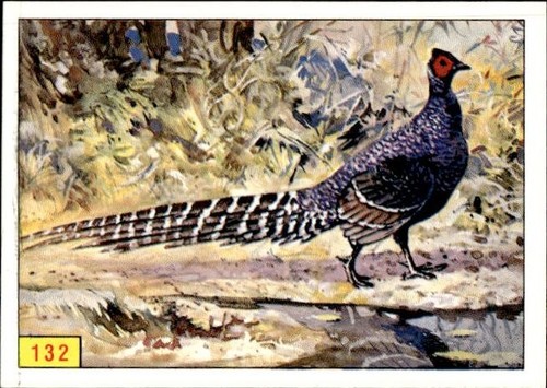 Figurina uccelli panini - figurina, ed.panini