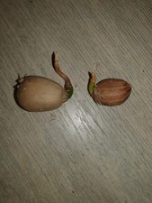 Encephalartos ngoyanus ed Encephalartos munchii, 1 seme germinato ciascuno