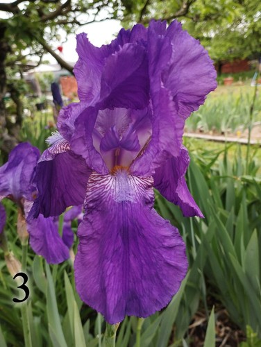 Rizomi iris germanica - rizomi,