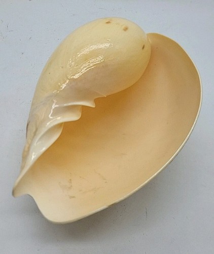 Volutidae melo aethiopica - volutidae, 6