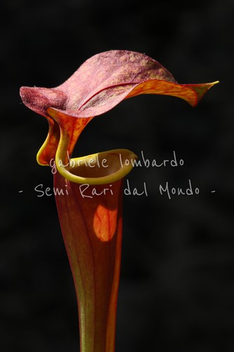Sarracenia flava var - sarracenia,