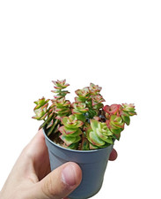 Crassula Perforata f