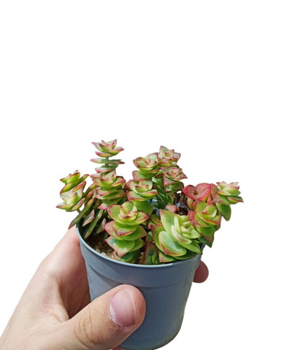 Crassula perforata - crassula, f