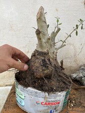 Bonsai  Olivastro