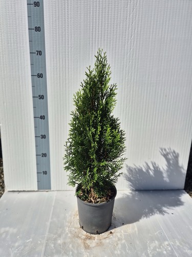 Pianta thuja smaragd - pianta,