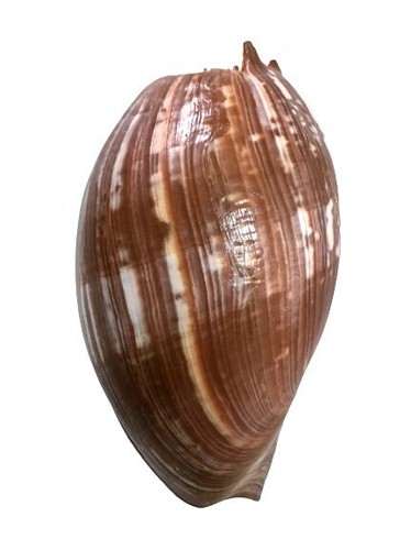 Volutidae melo amphora - volutidae,,