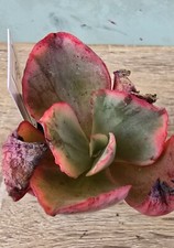 Echeveria tornado variegata - tornado,