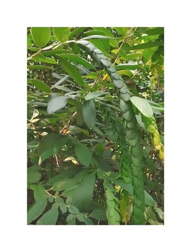 10x phyllodium elegans arbusto - 10x,