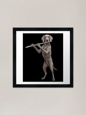 Weimaraner suona flauto