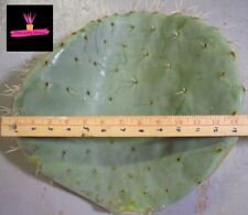 TALEA OPUNTIA TOPOLINO (Opuntia Robusta) pala di fico d'india tonda NON RADICATA