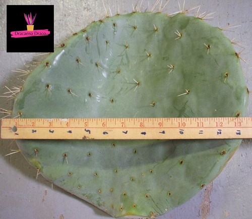 Talea opuntia topolino - talea,