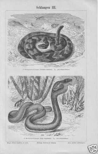 Serpenti serpente sonagli - serpenti,