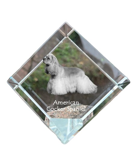 Cocker spaniel americano - spaniel,