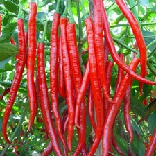 PEPERONCINO CAYENNE LONG SLIM