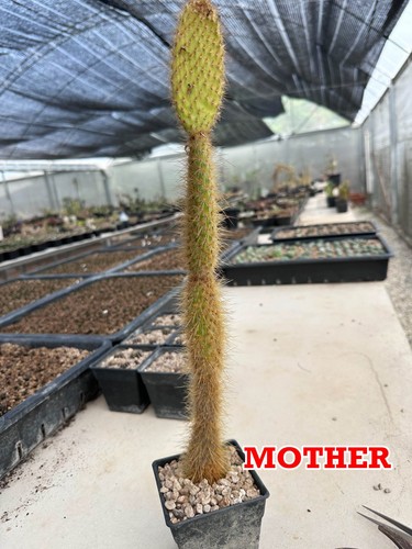 Opuntia galapageia endemic - opuntia,