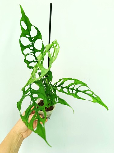 Monstera obliqua peru - monstera,