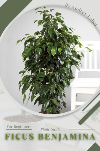 Lalko ficus benjamina plant - -,