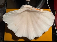 Conchiglia tridacnidi tridacna - conchiglia,
