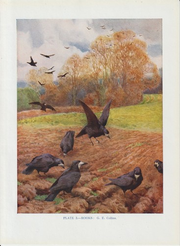 Saatkrähe - , (corvus