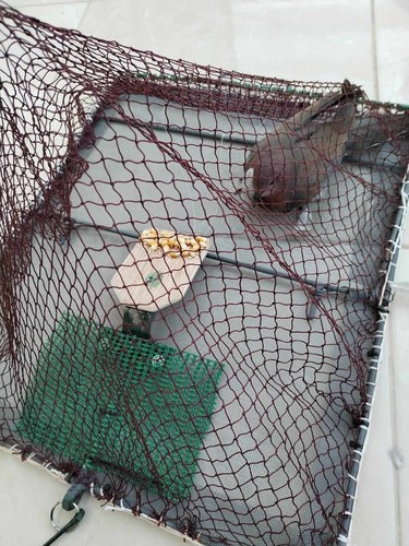 Trappola per uccelli - per, cattura