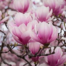 Magnolia giapponese a
