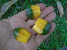 12 semi di albero fresco di palma Pandanus utilis / vite B1