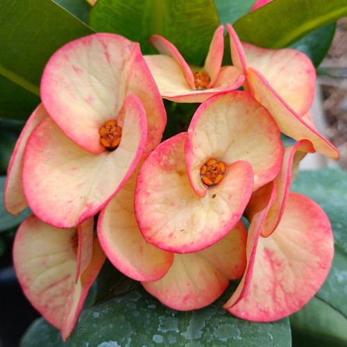 Pianta ibrida euphorbia - ibrida,
