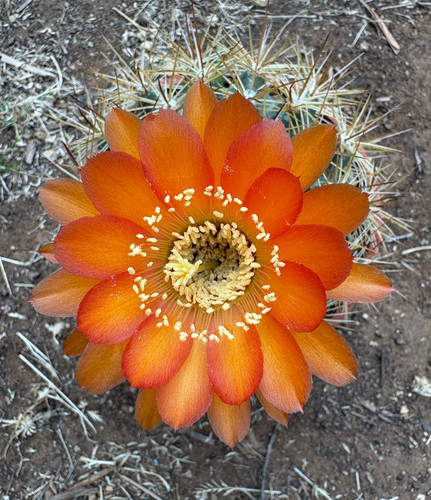 Soehrensia hybrid cactus - hybrid,