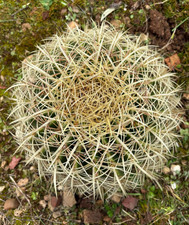 ECHINOCACTUS GRUSONII - PIANTA