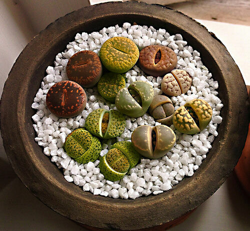 Lithops mix living stones - stones,