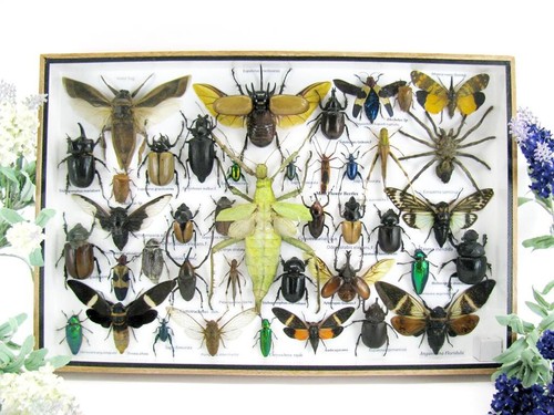 Bellissimi insetti imbalsamati