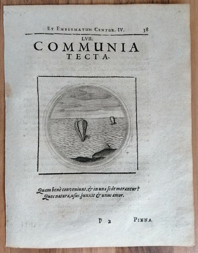 Camerarius stemma conchiglia - camerarius,